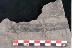 Foto (Detailansicht) von Plantae indet.  (NHMW-GEO-2024-0188-10226)